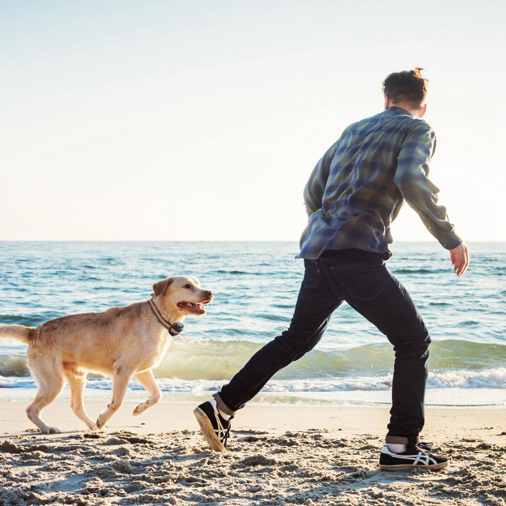 SafeTrack GPS Dog Fence & Tracker